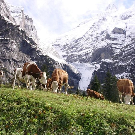 Firstsunne Lägenhet Grindelwald Exteriör bild